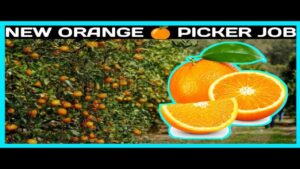 qb-orangejob
